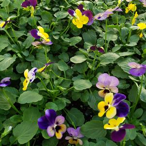 Viola cornuta Endurio 'Tri-Color Mix'