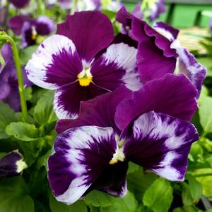 Pansy