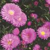 Aster Magic 'Pink'