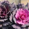 Ornamental Cabbage