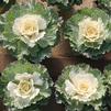 Ornamental Cabbage Brassica oleracea Osaka 'White'