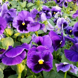 Pansy