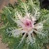 Ornamental Kale Brassica oleracea Peacock 'White'