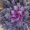 Ornamental Kale Brassica oleracea Peacock 'Red'