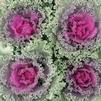 Ornamental Kale Brassica oleracea Nagoya 'Red'