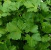 Herb Parsley Petroselinum crispum