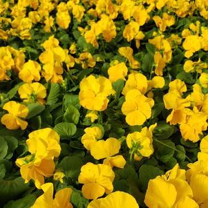 Pansy Viola wittrockiana Colossus 'Yellow'