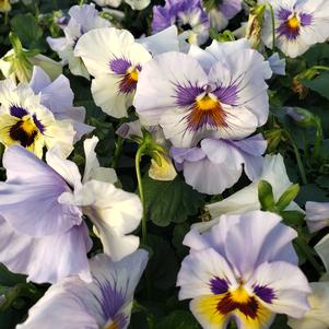 Pansy