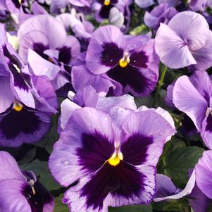 Pansy Viola wittrockiana Matrix 'Ocean'