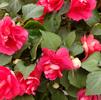 Impatiens walleriana Silhouette 'Cherry'