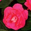 Impatiens walleriana Silhouette 'Rose'