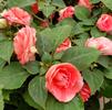 Impatiens walleriana Silhouette 'Salmon'