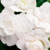 Impatiens walleriana Silhouette 'White'