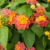 Lantana camara 'Confetti'