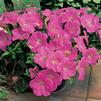 Petunia hybrida FotoFinish 'Pink'