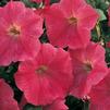 Petunia hybrida FotoFinish 'Salmon'