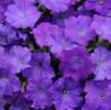 Spreading/Trailing Petunia