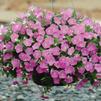 Petunia hybrida Shock Wave 'Pink Shades'