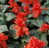 Salvia splendens 'Red Hot Sally II'