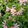 Scaevola aemula Bombay 'Pink'