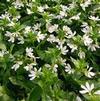 Scaevola aemula Bombay 'White'