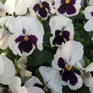 Pansy Viola wittrockiana Colossus 'White with Blotch'