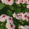 Vinca Catharanthus roseus Cora 'Apricot'