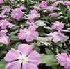 Vinca Catharanthus roseus Cora 'Lavender'