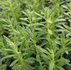 Herb Lavender Lavandula angustifolia 'Hidcote Blue'