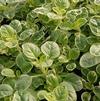 Herb Oregano Origanum vulgare 'Variegated'