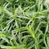 Herb Rosemary Rosmarinus officinalis 'Hill Hardy'