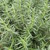 Herb Rosemary Rosmarinus officinalis 'Tuscan Blue'