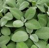 Herb Sage Salvia officinalis 'Berggarten'