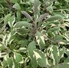 Herb Sage Salvia officinalis 'Tricolor'