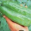 Vegetable Pepper 'Big Bertha'