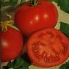 Vegetable Tomato 'Rutgers'