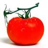 Vegetable Tomato 'Super Fantastic'
