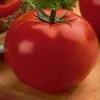 Vegetable Tomato 'Whopper'