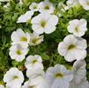 Calibrachoa hybrid Callie 'White'