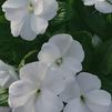 Impatiens New Guinea Impatiens hawkerii Paradise 'Cabano White'