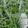 Grass Juncus spiralis 'Twister'