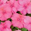 Impatiens walleriana Xtreme 'Rose'