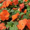 Impatiens walleriana Xtreme 'Orange'