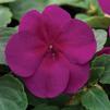 Impatiens walleriana Xtreme 'Violet'