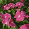 Vinca Catharanthus roseus Cora 'Pink'