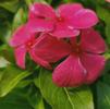 Vinca Catharanthus roseus Cora 'Punch'