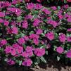 Vinca Catharanthus roseus Cora 'Violet'