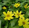 Zinnia hybrida Zahara 'Yellow'