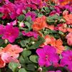 Impatiens