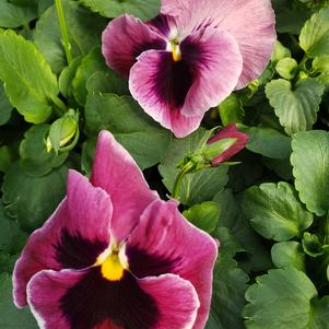 Pansy